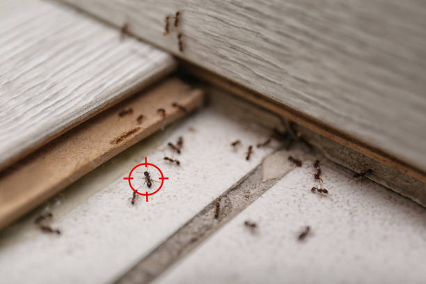 Best Local Pest Control Services  in Henderson, NC
