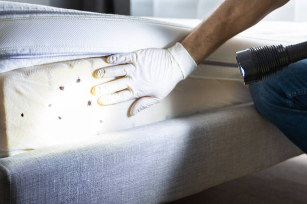  Henderson, NC Pest Control Pros