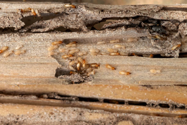 Best Termite Control Services  in Henderson, NC
