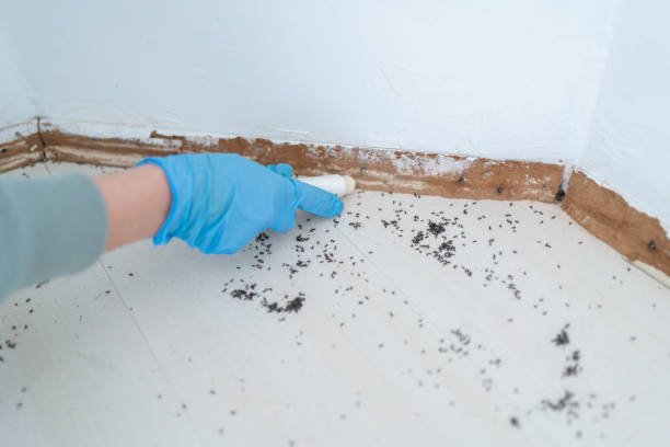 Best Spider Control Near Me  in Henderson, NC